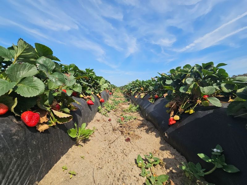 The U-Pick Experience Brings Families Straight Into The Fields