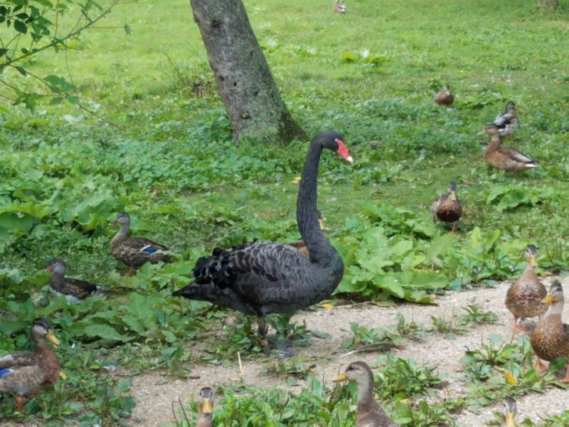 Soundscape And Quiet Focus