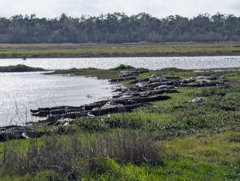 Alligator Sightings That Will Genuinely Blow Your Mind