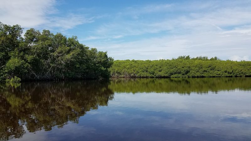 Wildlife That Shares The Neighborhood