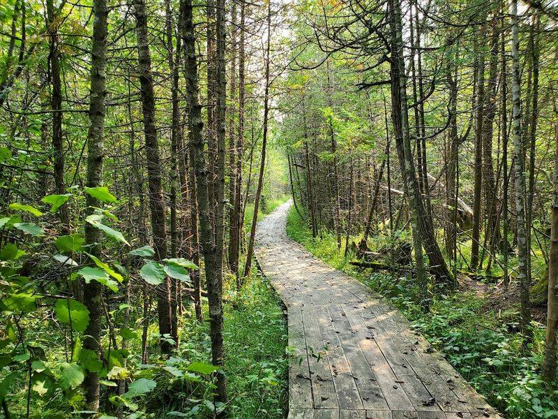Grass River Natural Area Sedge Meadow Trail