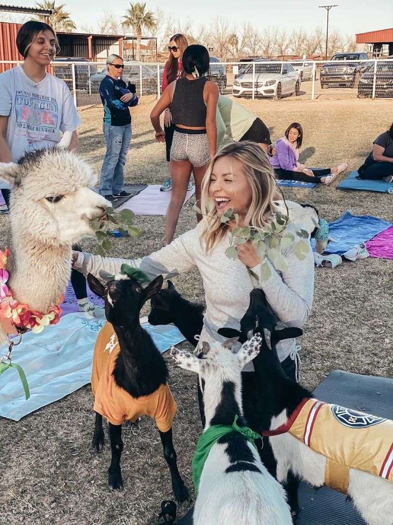 Arizona Goat Yoga And Other Creative Goat Encounters Arizona Goat Yoga And Other Creative Goat Encounters