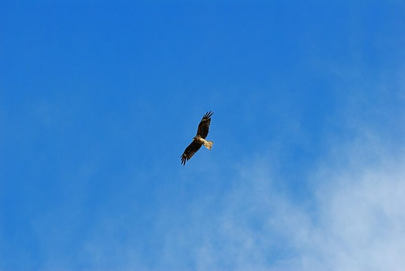 The Raptor Free Flight Program