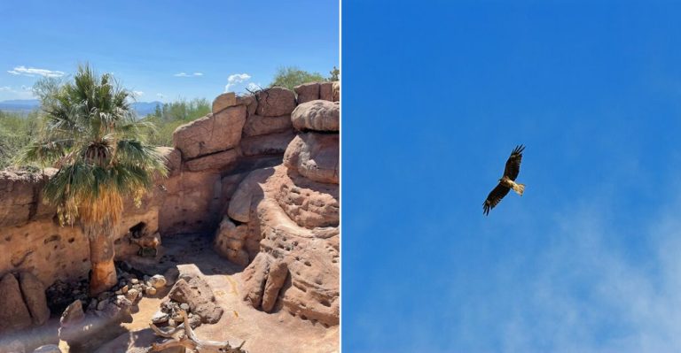 Arizona Has A 98-Acre Desert Museum Where You Can Watch Raptors Fly Free Overhead