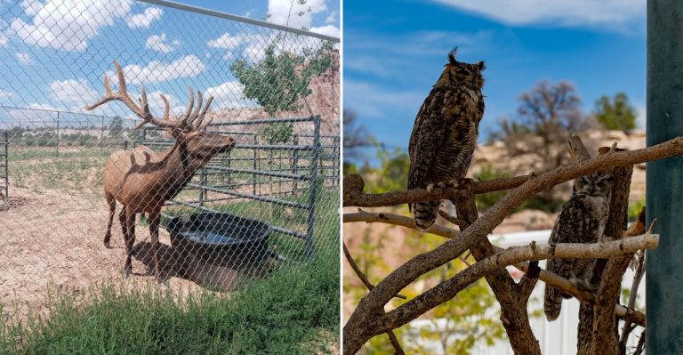 Arizona Is Home To The Only Native American-Owned Zoo In The Country
