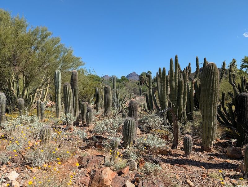 Desert Temperature Swings Make Every Cold Morning Feel Sharper