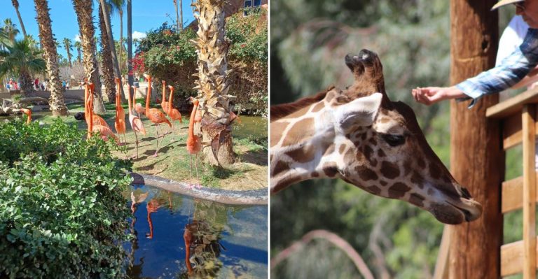 Arizona’s 215-Acre Safari Park Lets You Get Surprisingly Close To Giraffes, Zebras And Much More