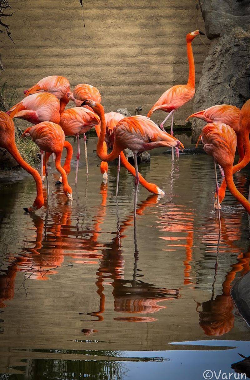Arizona's Largest Collection Of Exotic Animals Arizona's Largest Collection Of Exotic Animals
