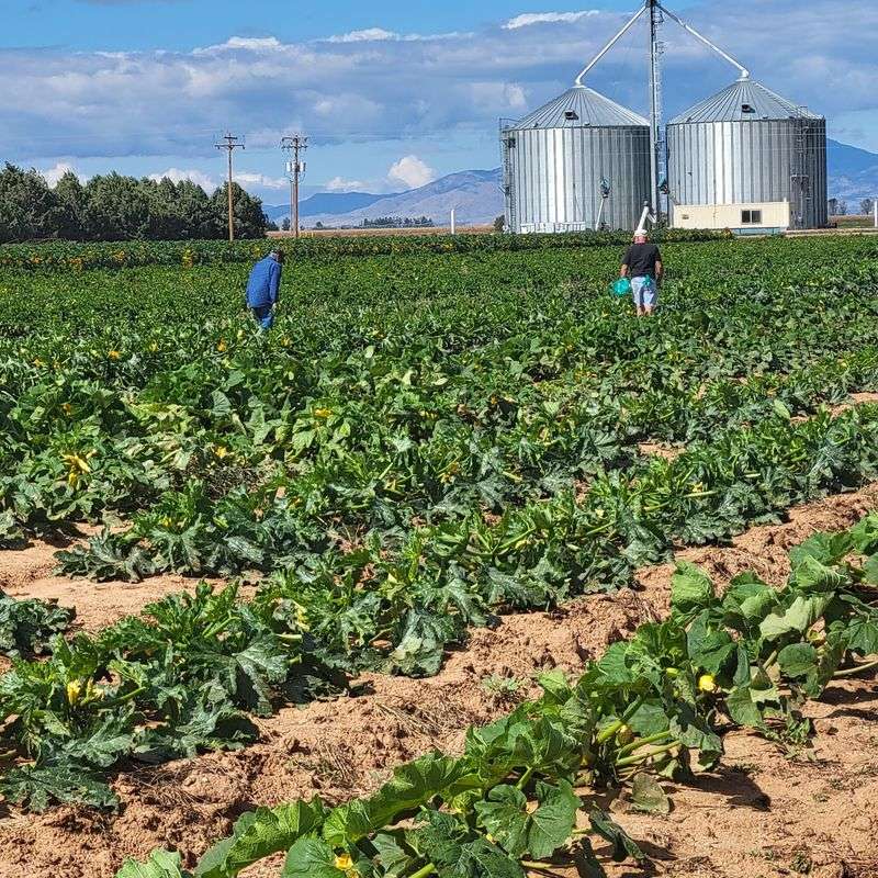 Arizona's Largest Corn Maze
