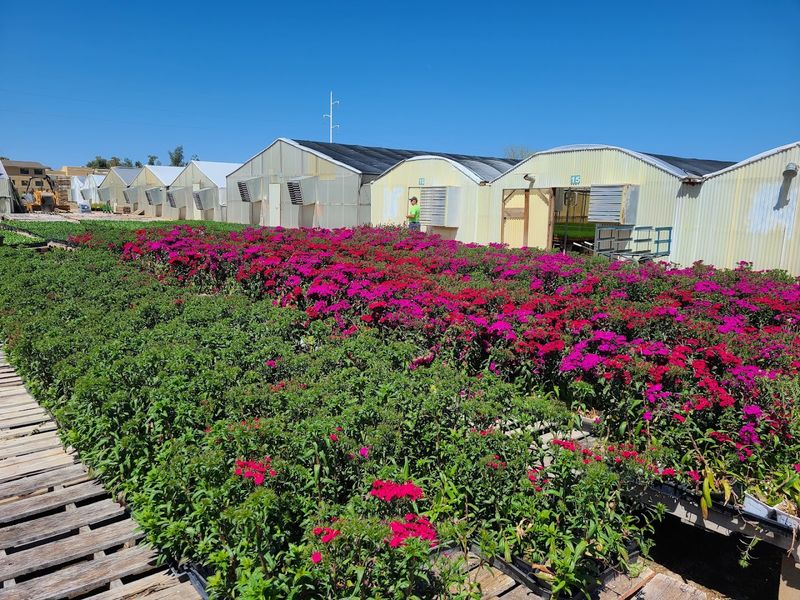 Arizona's Largest Poinsettia Grower Arizona's Largest Poinsettia Grower