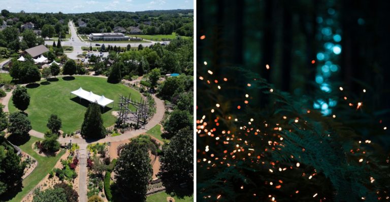 Arkansas Has A Firefly Festival That Turns A Botanical Garden Into A Glowing Wonderland Every Summer
