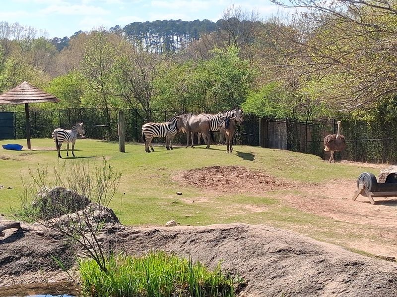 Little Rock Zoo, Little Rock
