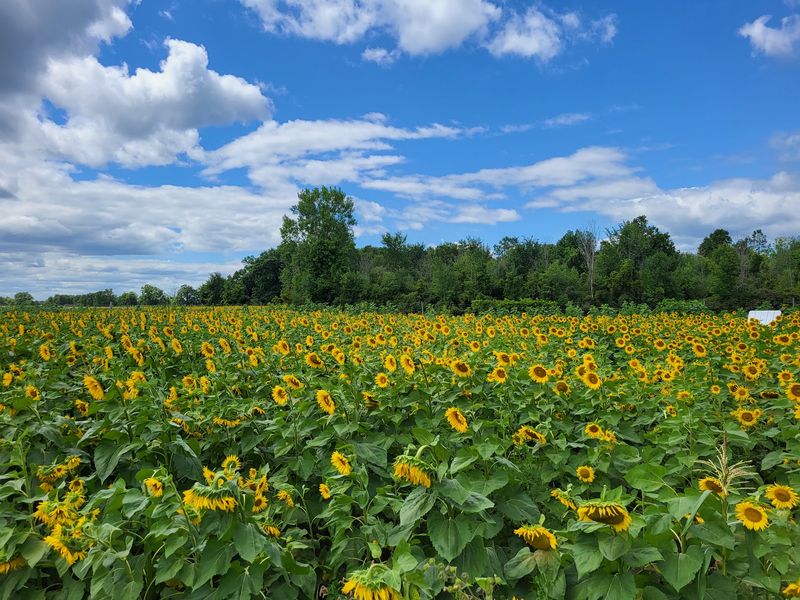 Armada Center Road Opens Into The Orchard