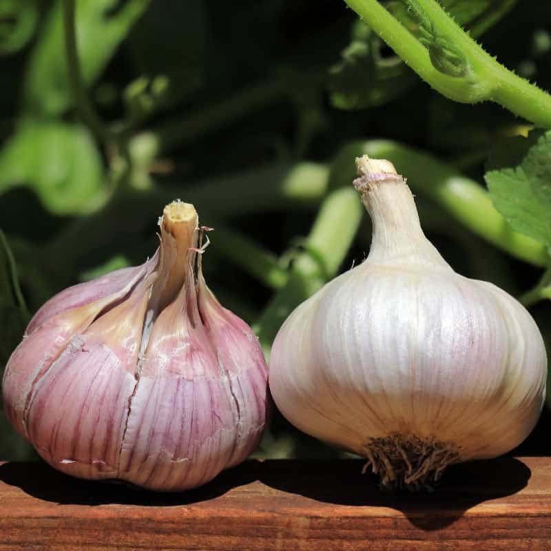 Heirloom Garlic