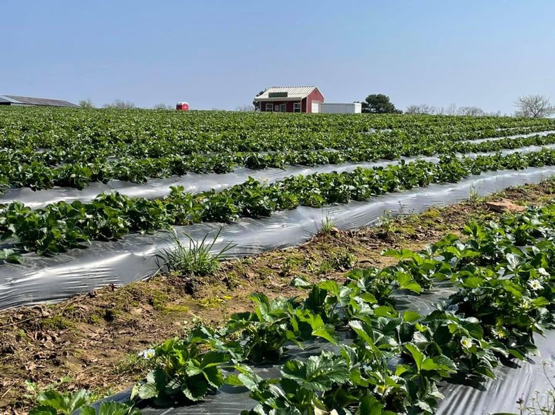 Arnold Family Farm Store 