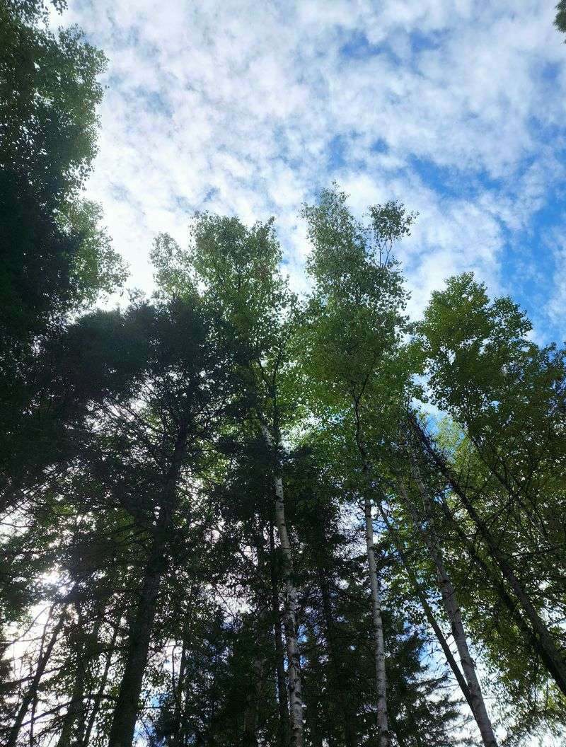 Aroostook State Park