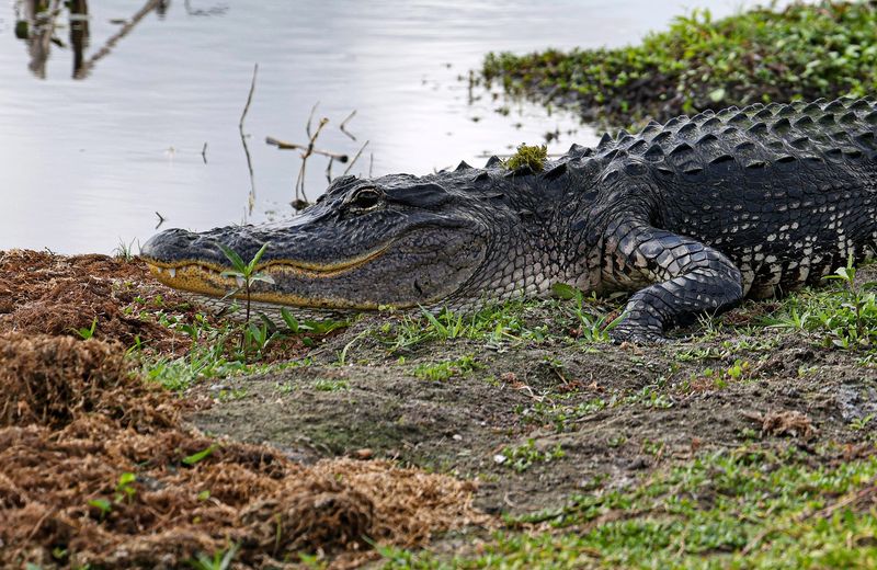 Around 1,700 Alligators Call This Place Home