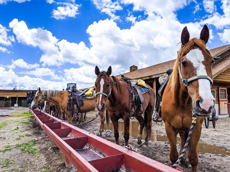 Around 40 Horses Live Here And That Changes The Whole Energy