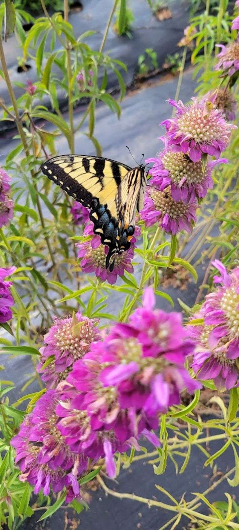 Wear Colors That Complement The Blooms