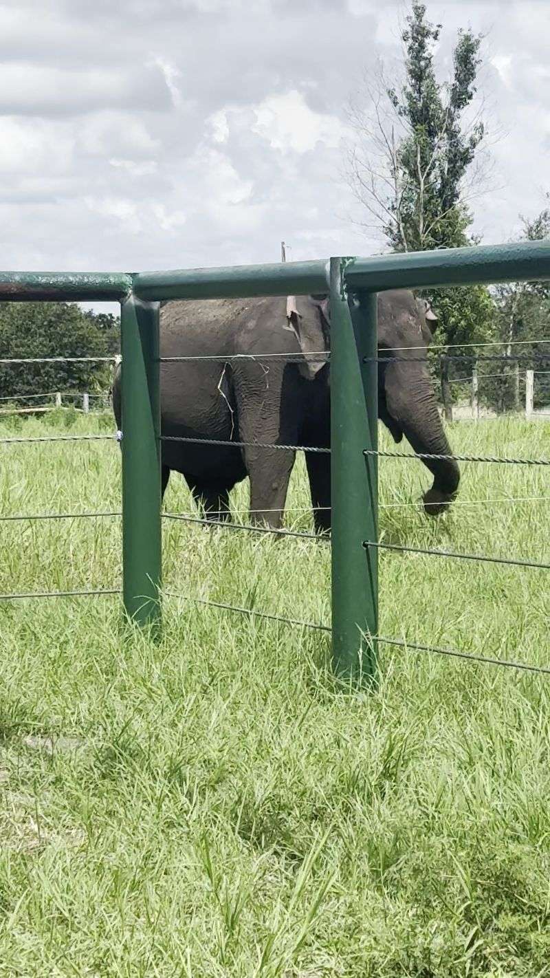 Rise And Shine Caretaker: Morning With The Herd