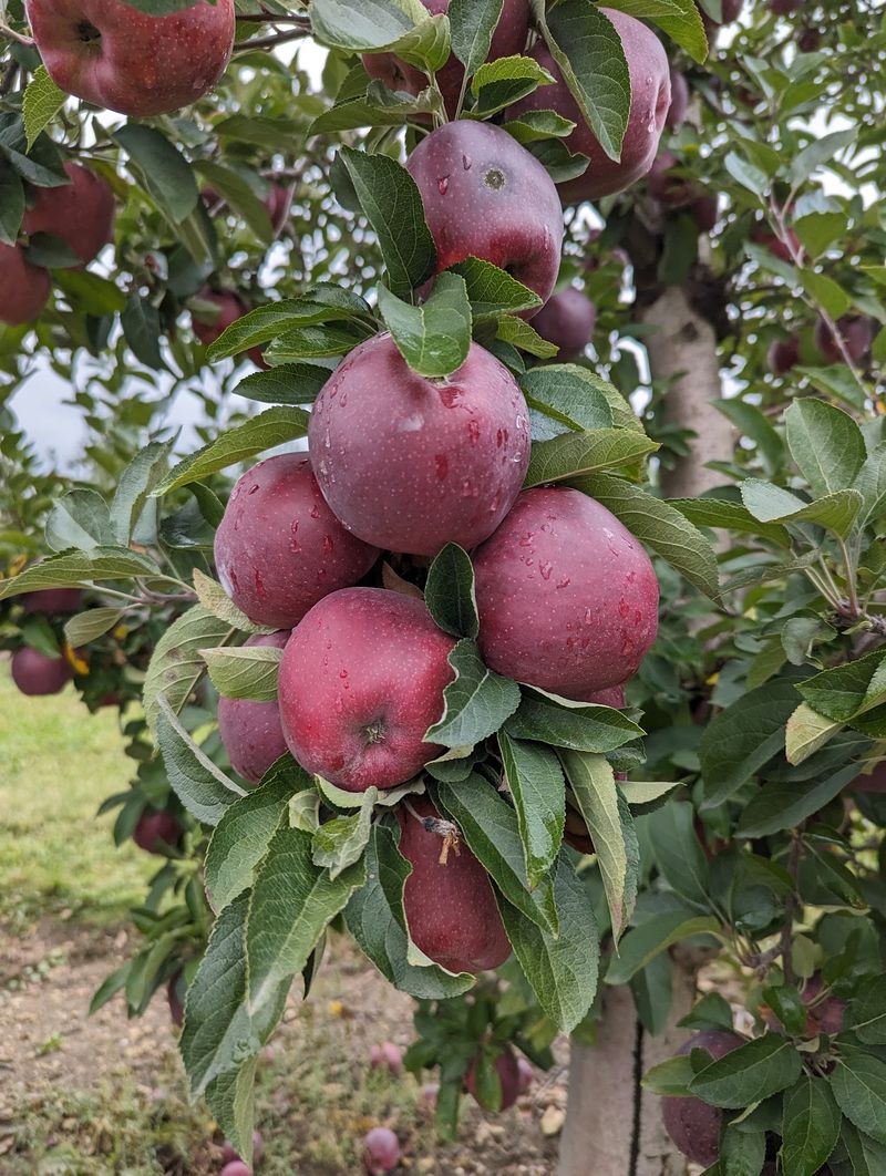 Arrowhead Orchard, Paris
