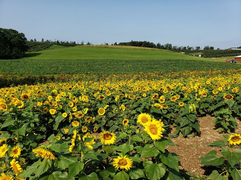 Arrowhead Orchard, Paris