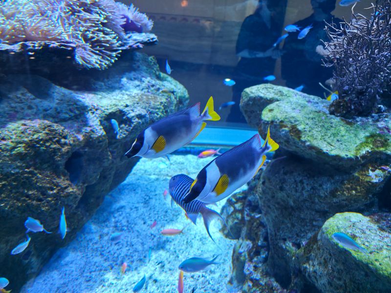 Shedd Aquarium – Chicago