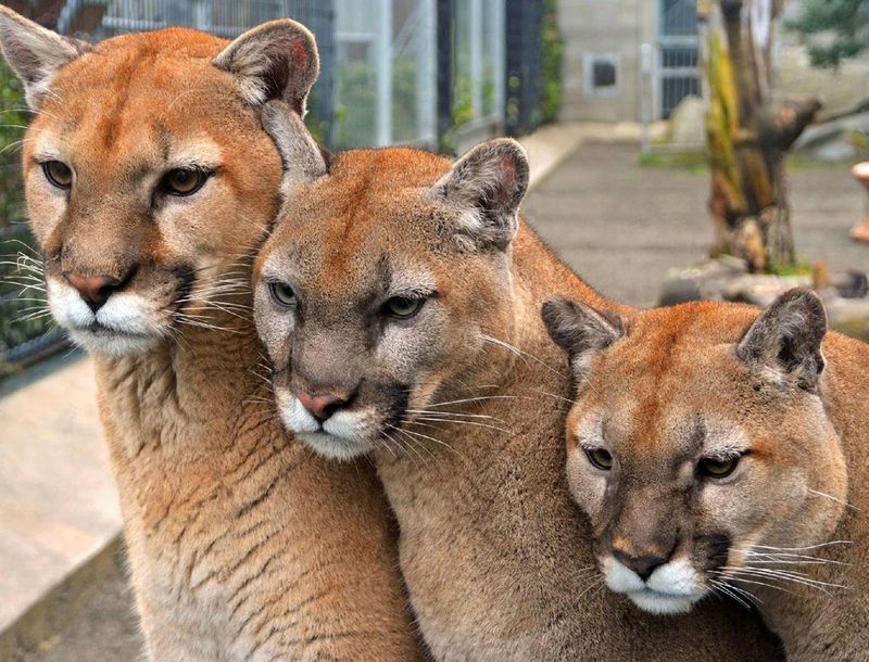Art, Sculptures, And Wildlife Learning