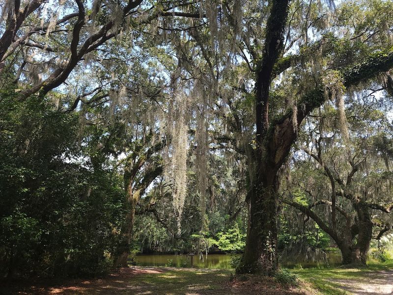 Ashley River Views Frame The Historic Landscape
