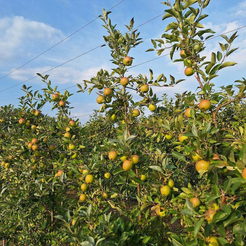 Ask About Apple Varieties Before You Commit To U-Pick