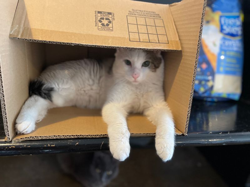 Adoption Works Best With Patience