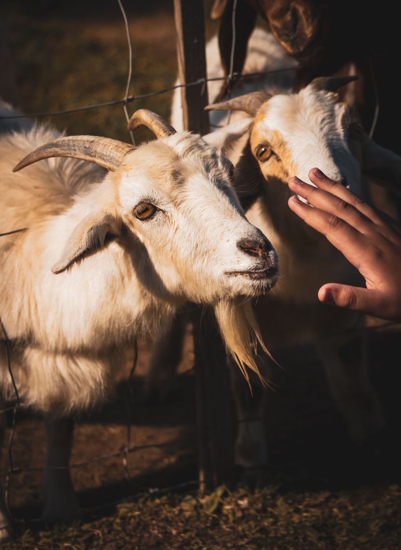 Ask About The Petting Zoo