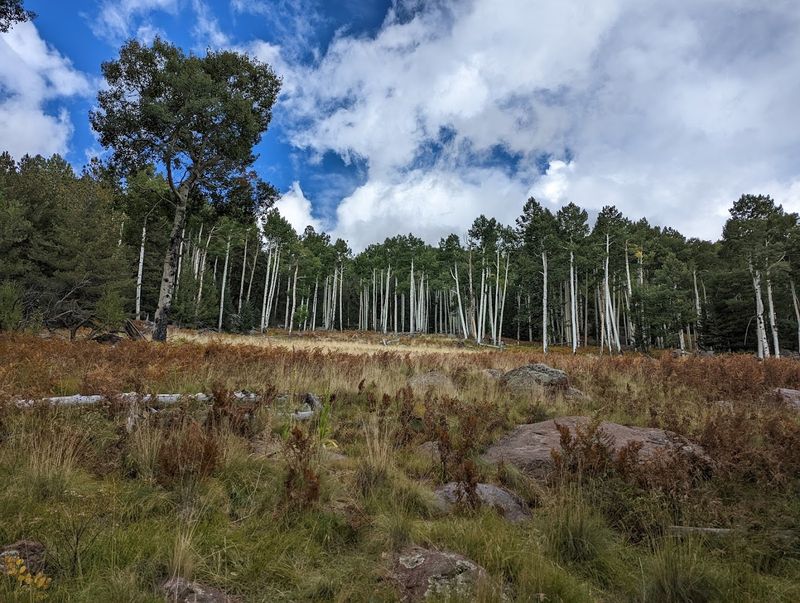 Wildflowers, Meadows, and the Colors of Spring
