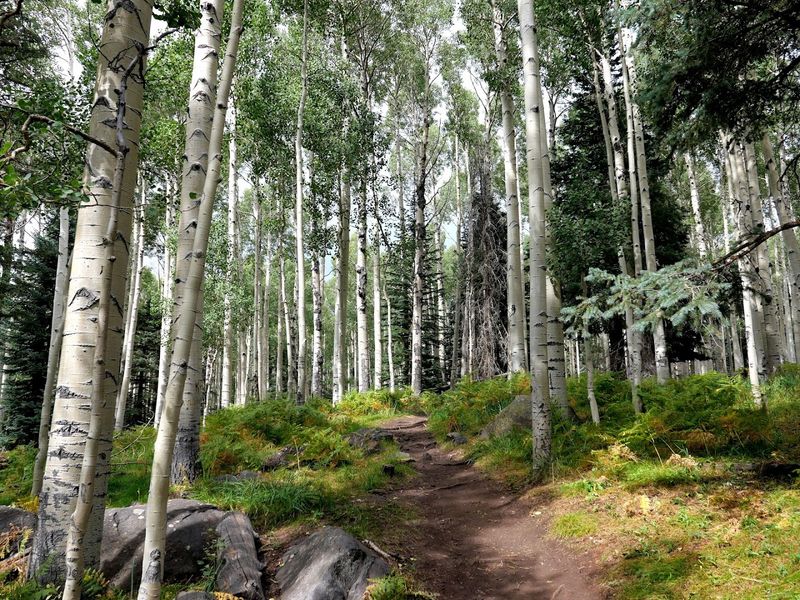 Aspen Nature Lollipop Trail No. 73, Flagstaff