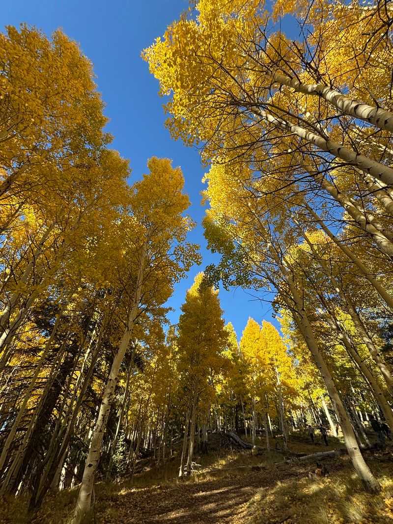 Aspen Nature Loop, Flagstaff, AZ