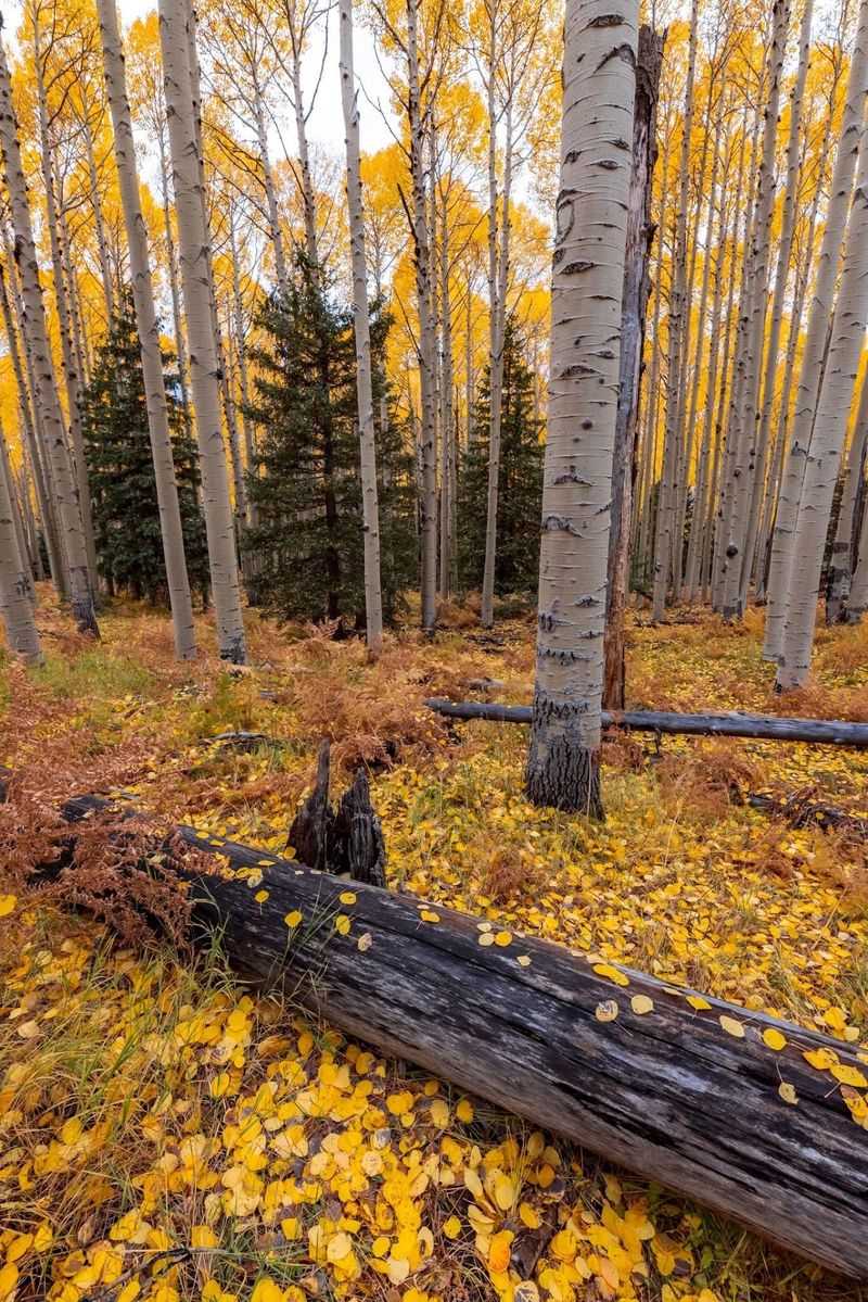 Aspen Nature Loop, Flagstaff, AZ