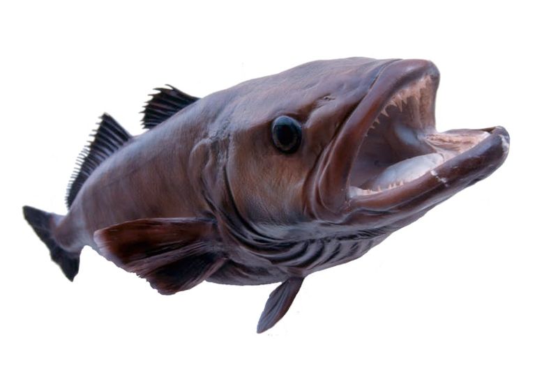 Non-Certified Chilean Sea Bass: The Pirate's Prize