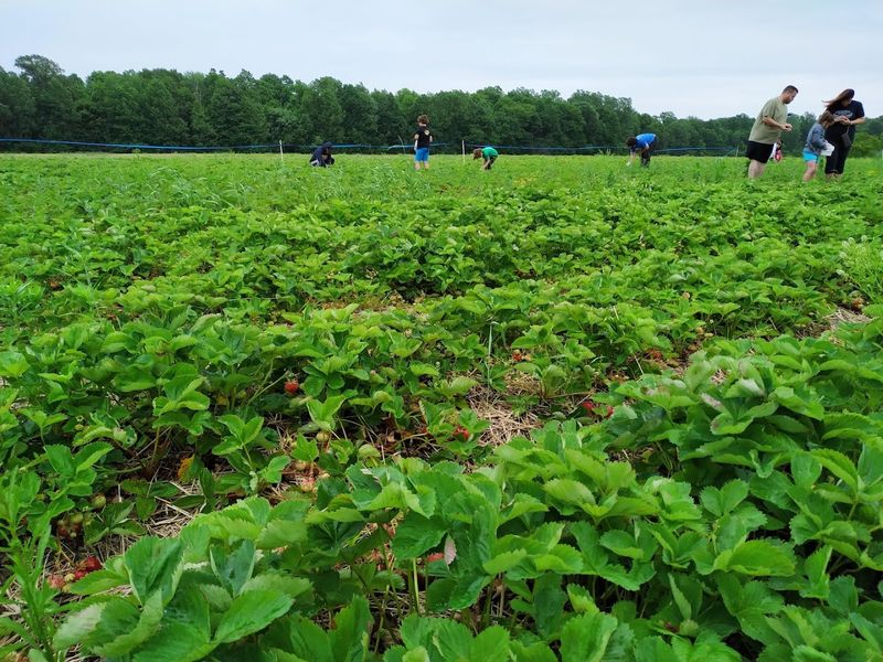 Aufdenkampe Family Farm, Vermilion, OH