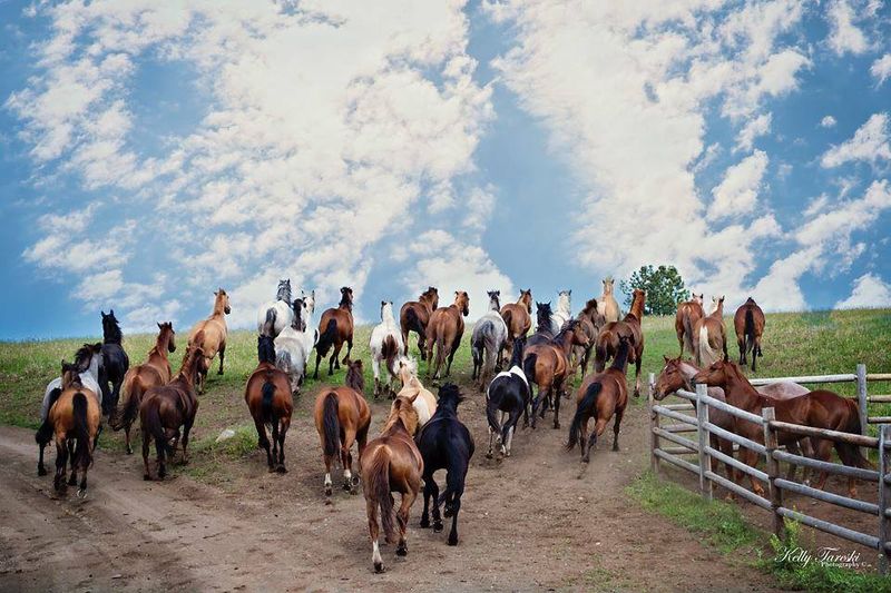 Authentic Cattle Drives Near the Canadian Border