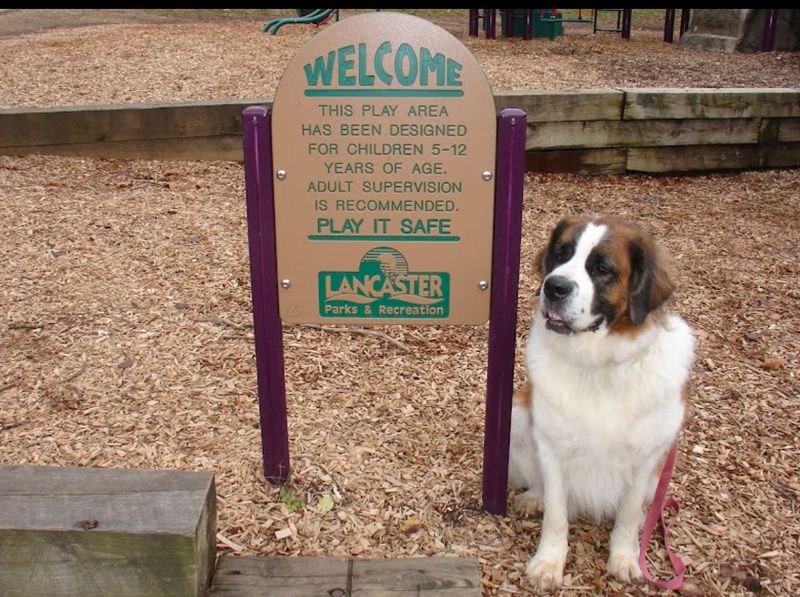 Bringing Your Pets And Family: What You Need To Know