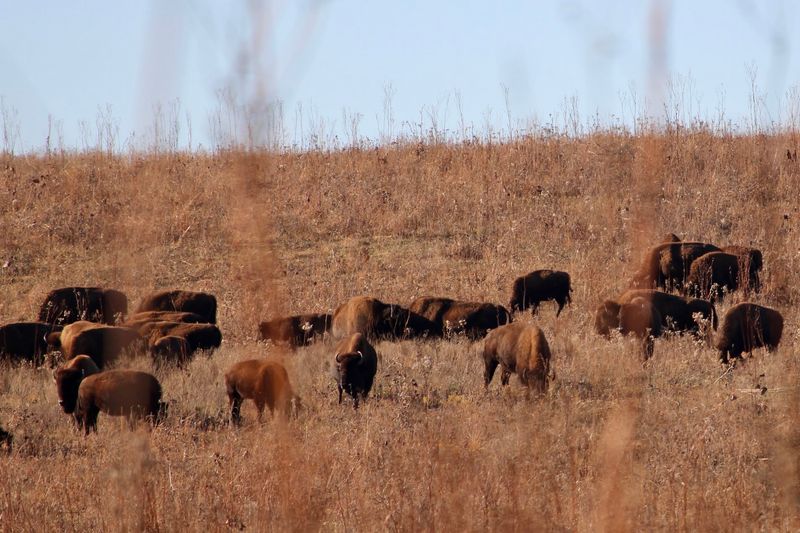 Autumn Colors Across The Golden Prairie