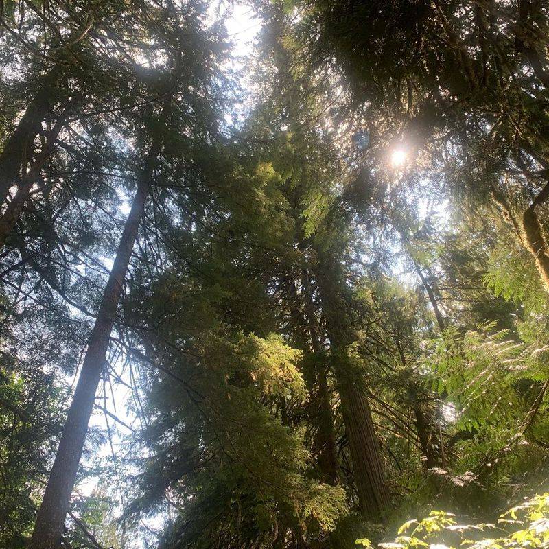 Autumn Light Filtering Through The Canopy