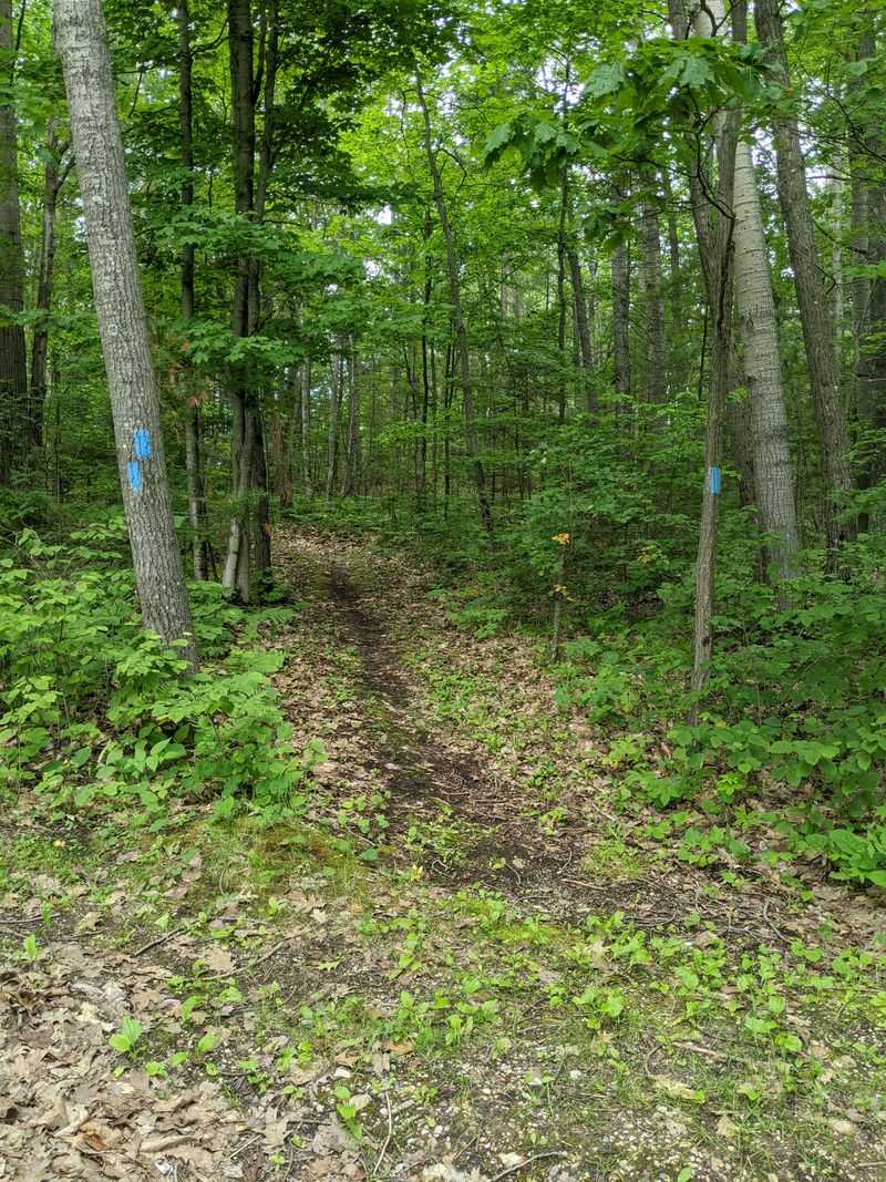 North Country Trail Forest Segment, Petoskey To Mackinaw City