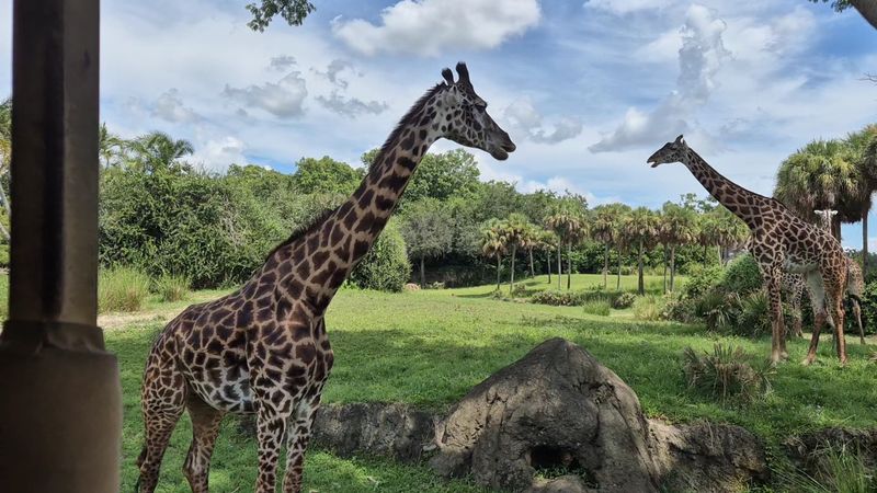 Kilimanjaro Safaris