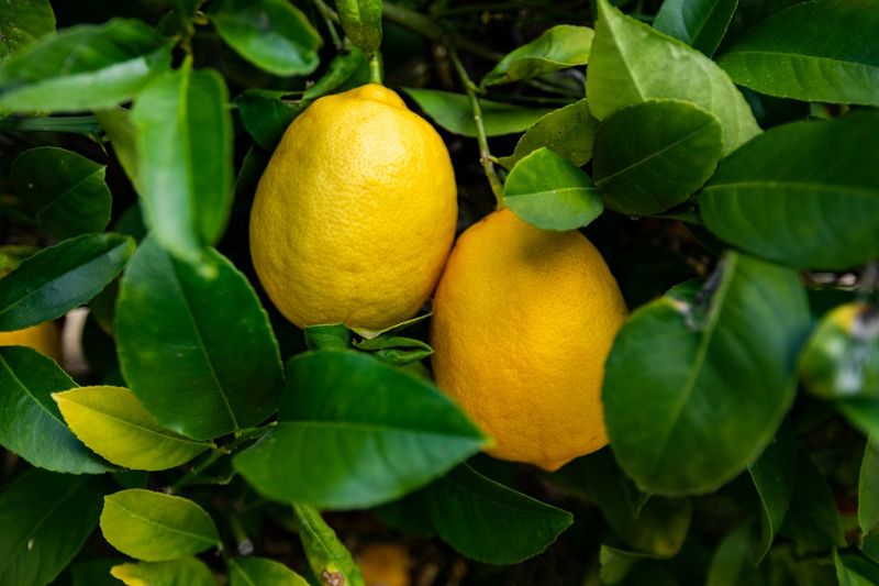 Meyer Lemon Everything