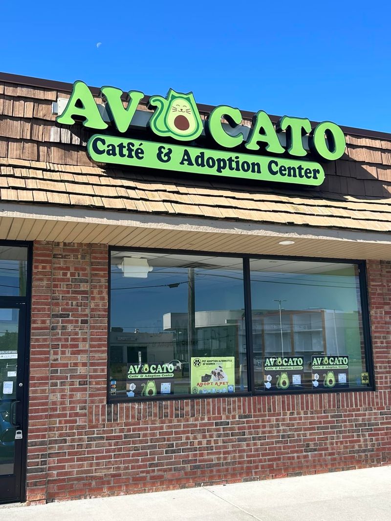 Avocato Catfe & Adoption Center Avocato Catfe & Adoption Center