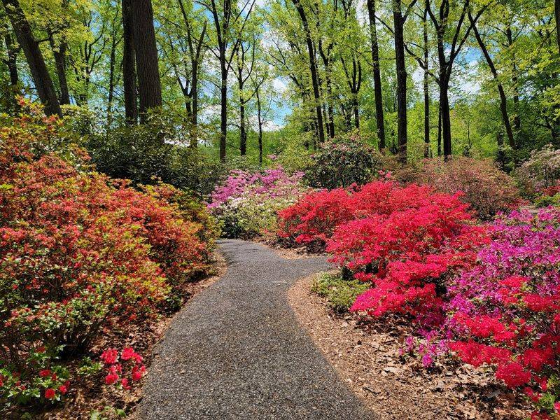 Azalea Displays That Stop You In Your Tracks