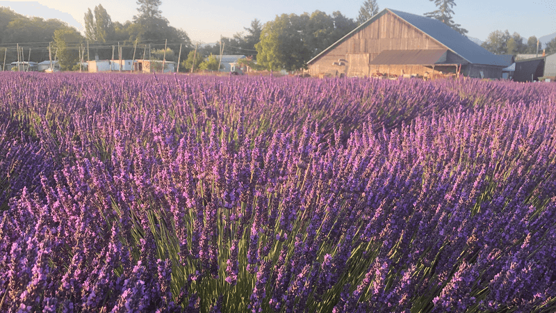 B & B Family Lavender Farm, Sequim, WA