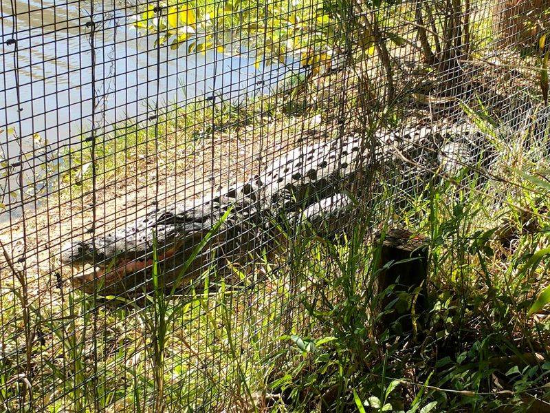 Baby Alligator Handling Is Surprisingly Available to Everyone