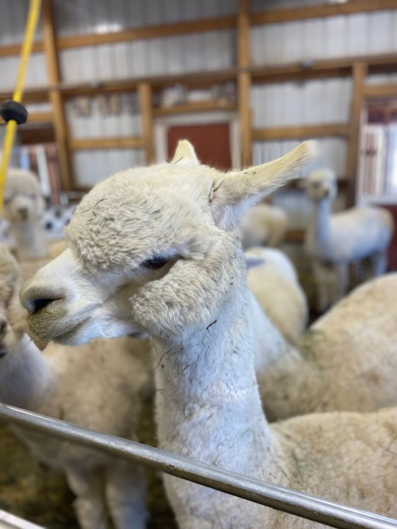 Baby Alpacas And Why Timing Is Everything